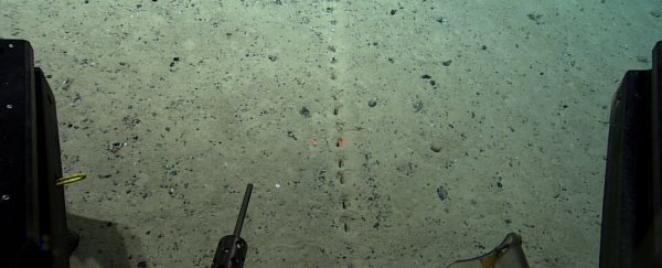 Scientists are perplexed by mysterious holes they keep finding on the ocean floor