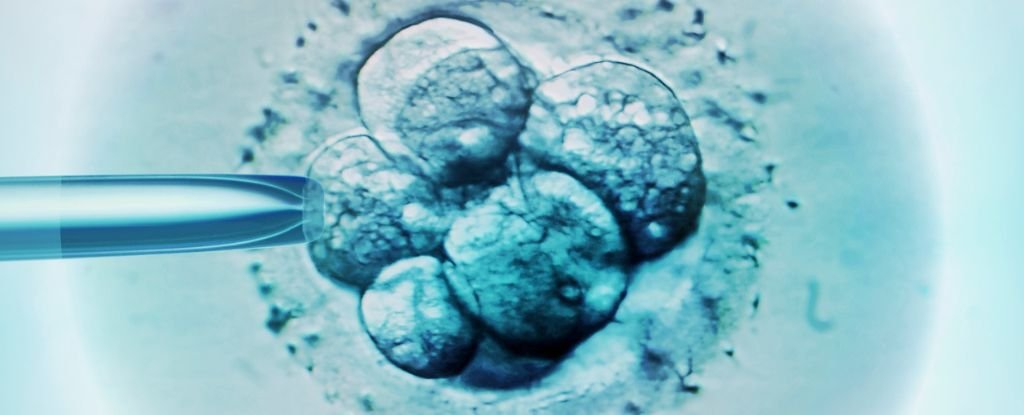 Scientists Are Figuring Out Why So Many IVF Embryos Fail to Develop