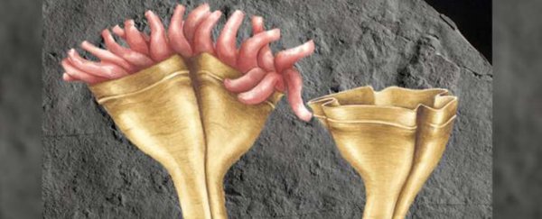 This 560-million-year-old fossil is Earth's earliest known animal predator