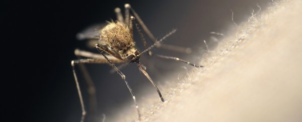 These microbes could make you more attractive to mosquitoes, mice study finds