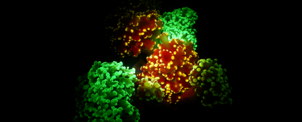 Scientists have finally discovered why deep-sea corals glow in the dark