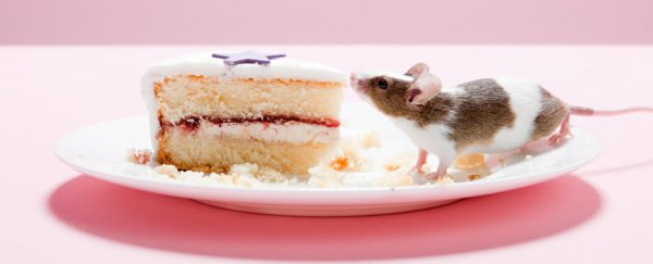 Mice fed fatty diets for 30 weeks show signs of depression, anxiety, and Alzheimer's