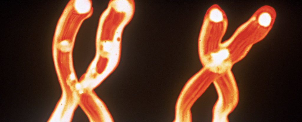 Many Men Lose Y Chromosomes as They Age. Now We May Know Why It's So Deadly