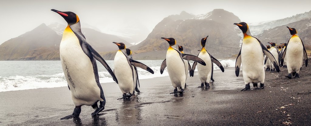Vědci analyzovali DNA tučňáka a zjistili něco velmi fascinujícího