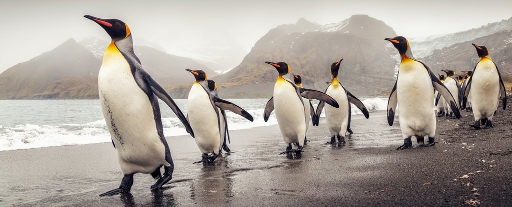 Scientists Analyzed Penguin DNA And Found Something Quite Remarkable