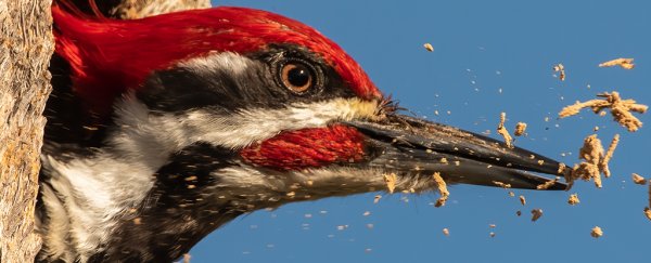 Why don't woodpeckers get brain damage? Research presents an intriguing new hypothesis