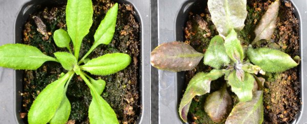 Plants appear to be self-medicating by producing their own aspirin when stressed