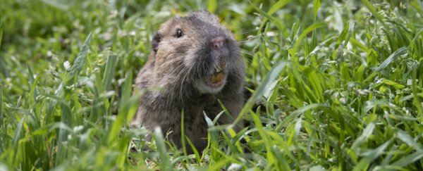 Researchers have found the first example of another mammal 'farming' its food