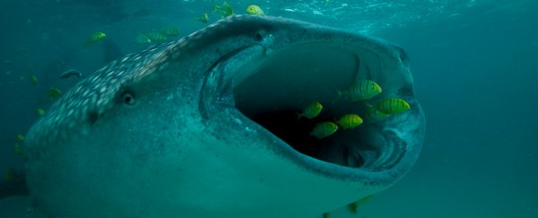 The world's biggest shark isn't actually a carnivore, scientists discover