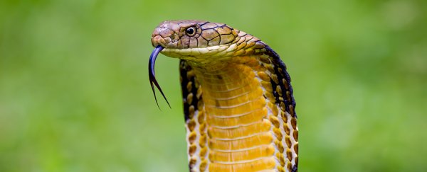 More and More People Are Being Bitten by Exotic Snakes in The UK. Here's Why