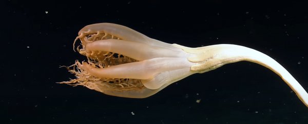 Bizarre, tentacled 'flower' creature glimpsed in the depths of the Pacific