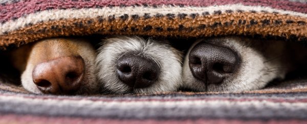 Dogs might actually 'see' through smells, brain scans suggest