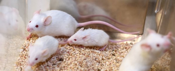 Animals have been cloned from freeze-dried skin cells in a scientific first