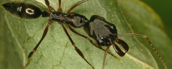 Trap-jaw ants risk blowing themselves apart when they hunt. Here's why they don't