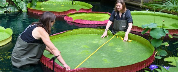 A new species of absolutely enormous waterlily has been hiding in plain sight