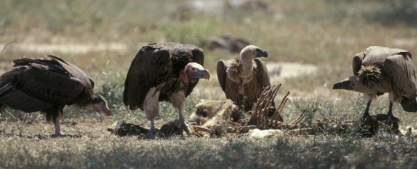 Ancient fossil fragment revealed as the only vulture ever discovered in Australia