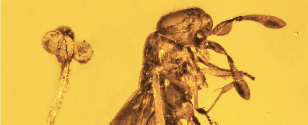 Avispa, flor y mosca atrapadas en ámbar revelan un microcosmos de 30 millones de años
