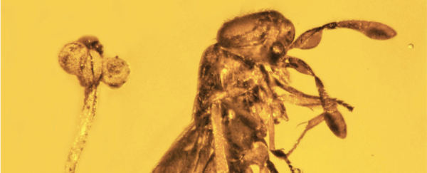 A wasp, flower, and fly trapped in amber reveal 30-million-year old microcosm