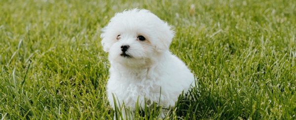 Dogs could be lowering crime levels in your neighborhood. Seriously
