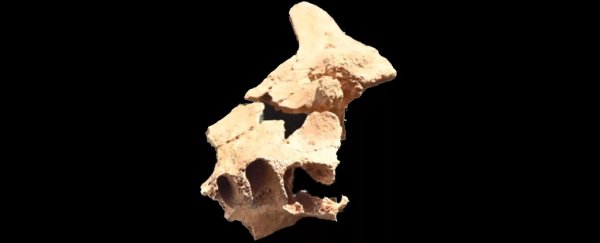 1.4 Million-Year-Old Fossil Hints Modern Human Faces Were Present Earlier Than Thought
