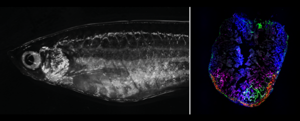 Zebrafish can repair a damaged heart, and a new study reveals how