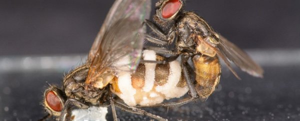 This horrifying zombie fungus forces males to mate with the dead. Now we know how