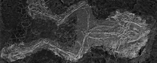 This ancient swamp was a sex death trap for frogs 45 million years ago
