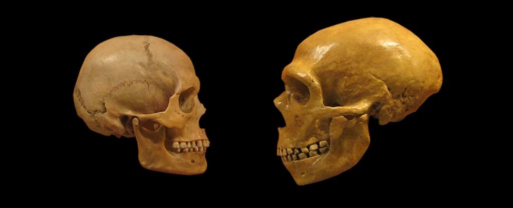 Scientists May Have Found a Key Shift Between The Brains of Humans And Neanderth..