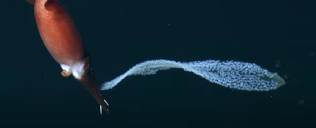 Rzadki film z głębin morskich pokazuje matkę kałamarnicę niosącą jaja dla bezpieczeństwa