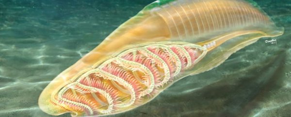 This confusing aquatic creature could be the oldest known relative of all vertebrates