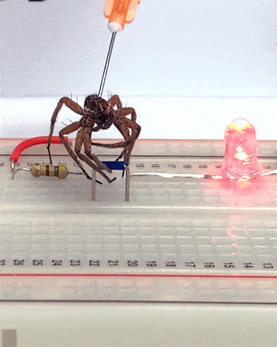 spiderrobot 2