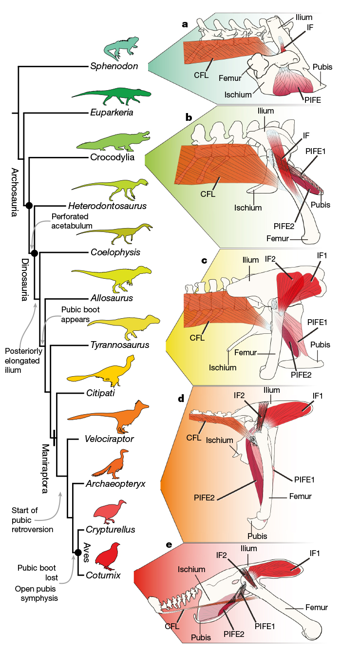 Bird reptile dinosaur hips