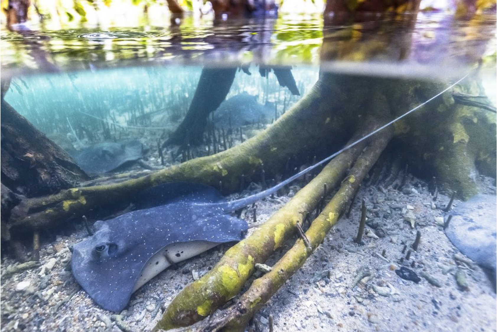 A mangrove whipray resting on a sandy seafloor between mangrove roots. 