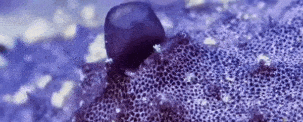 Deep-Sea Sponges can 'sneeze' out mucus, and the footage is weirdly mesmerizing