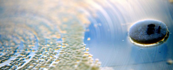 'Spiteful' bacteria would rather starve their colony than let freeloaders thrive