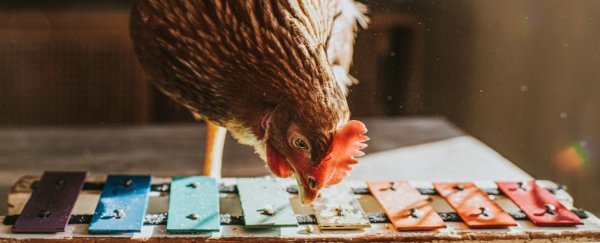 New study may explain why not all birds are actually bird-brained
