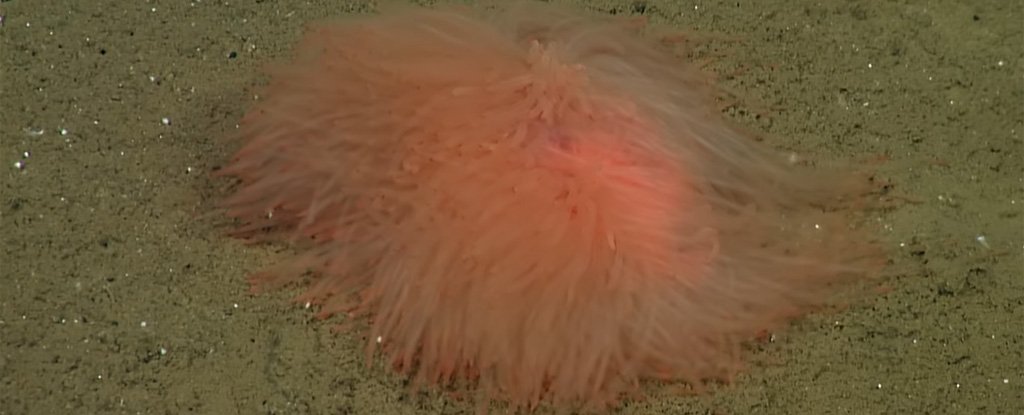 Esta criatura peluda de las profundidades marinas parece un fajo ondulante de espagueti naranja