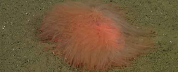 This shaggy deep-sea creature looks like an undulating wad of orange spaghetti