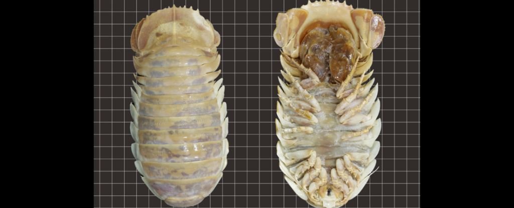 New Giant Deep-Sea Isopod Discovered in The Gulf of Mexico
