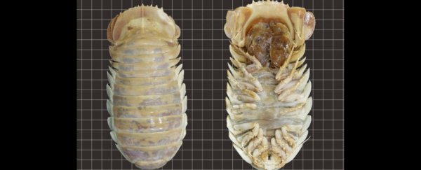New giant deep-sea isopod discovered in the Gulf of Mexico