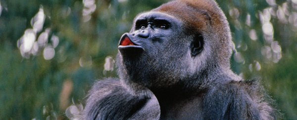 Gorillas Have Invented A Unique Vocalization to Get Zookeepers' Attention