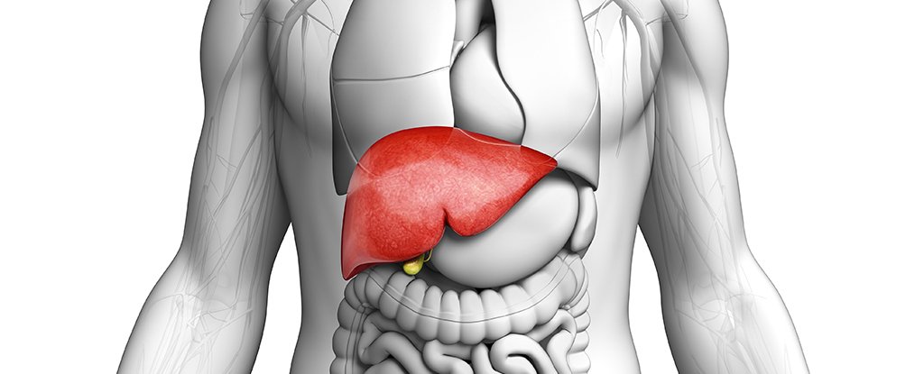 Un ‘químico para siempre’ común se acaba de vincular con el cáncer de hígado en humanos