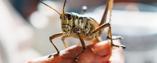 Locusts can smell cancer, and it could give us a brilliant new way to save lives