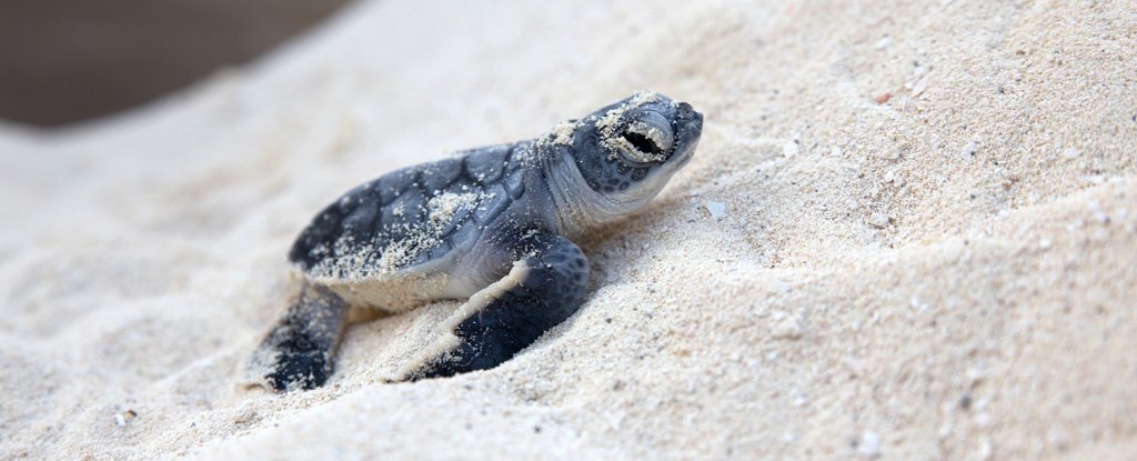 Every Baby Sea Turtle in Florida Seems to Be Female. We Warned You, Scientists S..