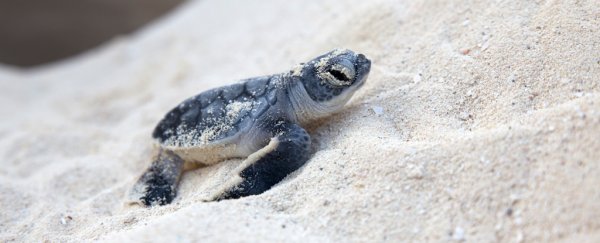 Every baby sea turtle in Florida seems to be female. We warned you, scientists say
