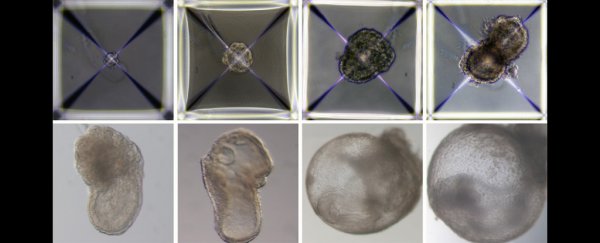 Scientists create world's first 'synthetic embyros' using stem cells from mice