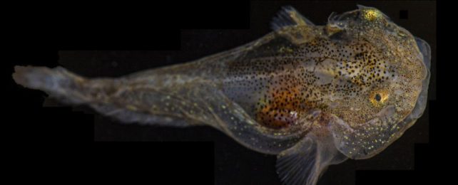 This Arctic Fish Is Packed to The Gills With Antifreeze, Scientists Discover