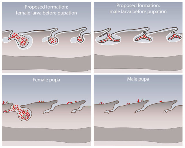 Diagram of how the different cuticle folds differ between male and female beetles