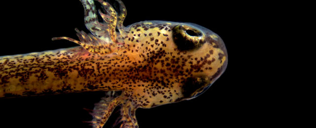 A black blotched yellow tadpole like animal