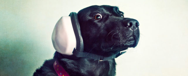 A black dog wearing protective headphones.